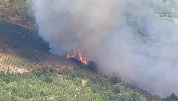 Kocaeli’de orman yangını